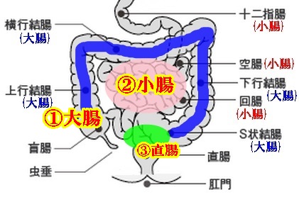 大腸小腸直腸図